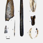 Костяные орудия  из поселений Приишимья